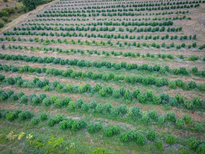 Boutique de CBD à Valence