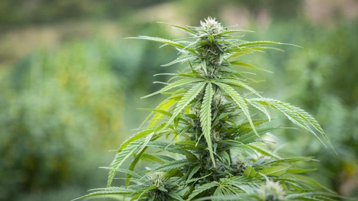 Vente de fleurs de CBD 100% naturelles à Valence