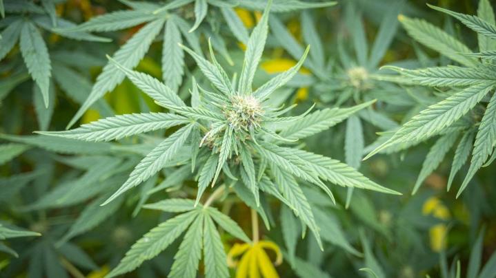 Vente de fleurs de CBD Valence